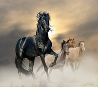 black-horse-5427865 Sai-Sai pixabay