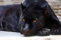 black-panther-3466399_1920