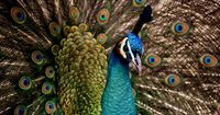 peacock-3080897