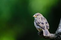 sparrow-1853018